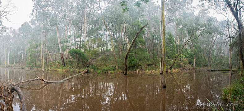 On a misty morning, still waters of a wild lake.