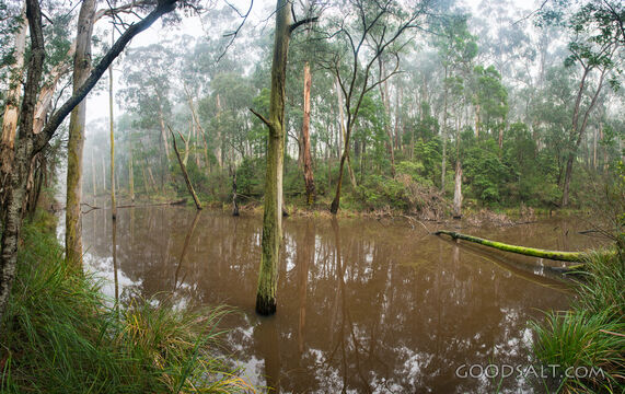 On a misty morning, still waters of a wild lake.