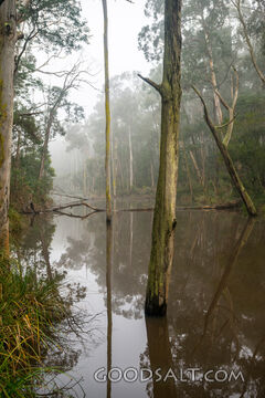 On a misty morning, still waters of a wild lake.