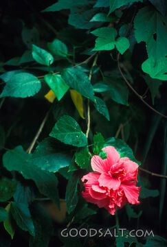 one pink flower among green leaves