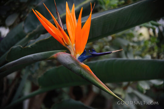 Orange and Blue Flower