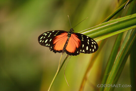 Orange Butterfly