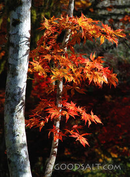 Orange Maples