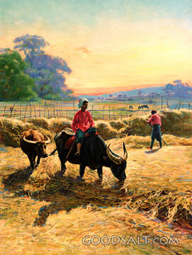 Oxen in Grain field
