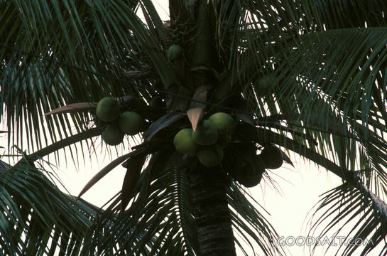Palm Fruit