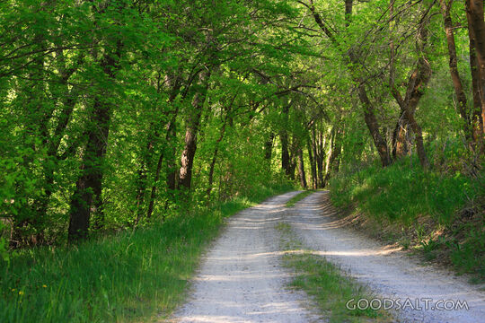 Path in the Trees