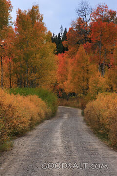Path in Trees