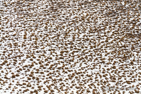 Pattern of snow and tussocks.