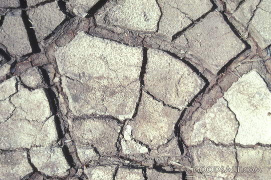 Patterns of Dry Cracked Mud