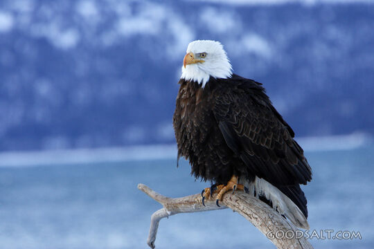 Perched Bald Eagle