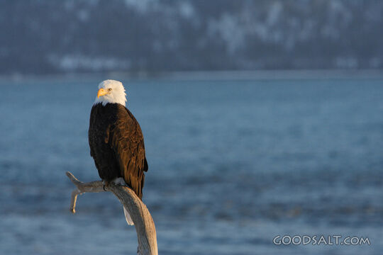 Perched Bald Eagle