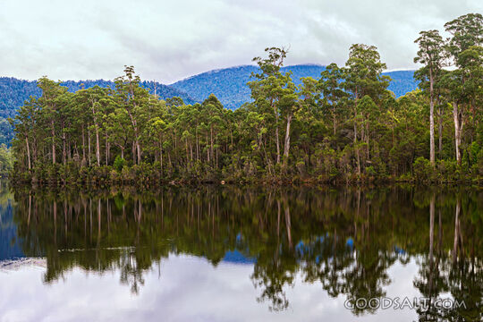 Perfect mirror reflection of forest covered banks of lake.