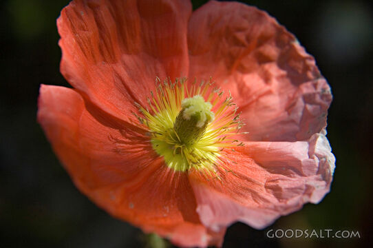 Pink Flower Close Up