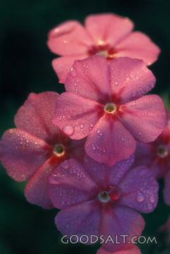 Pink Flowers With Dew Drops Close-Up