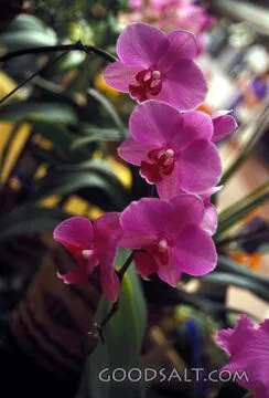 Orchid Blossoms in Quiet Grace