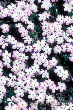 Pink Phlox