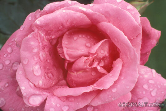 Pink Rose