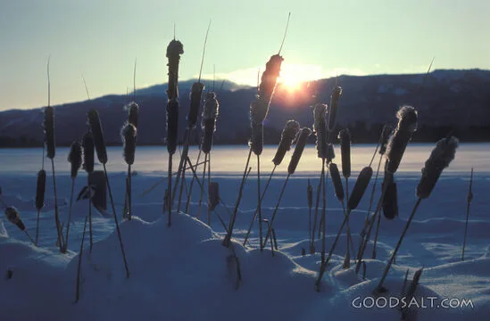 Winter Cattails at Sunset