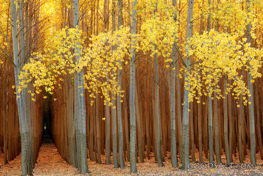 Poplar Plantation