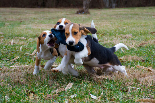 Puppies 2