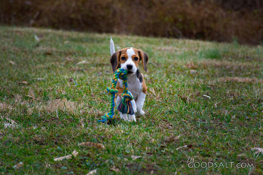 Puppies 4