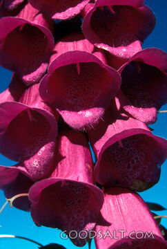 purple bells blooming