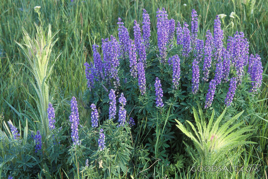 Purple Lupine Patch With Grass