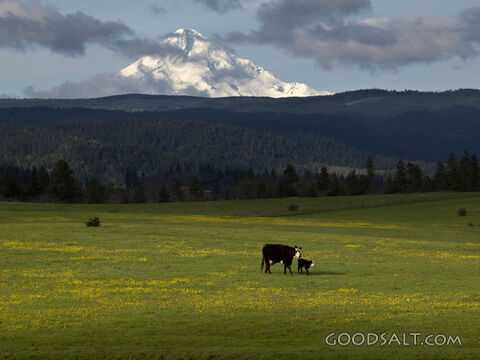 Quiet Pasture
