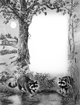 Raccoons at Night