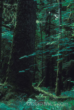 Rainforest