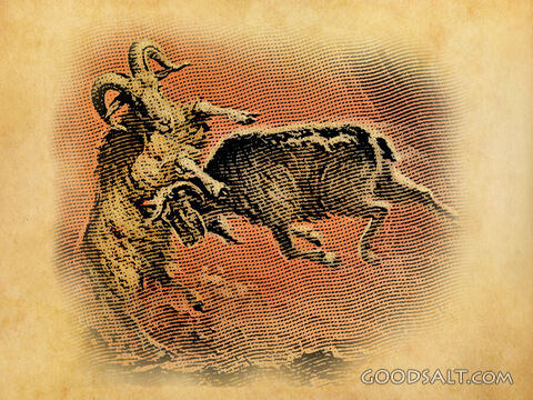 Ram and Goat at War