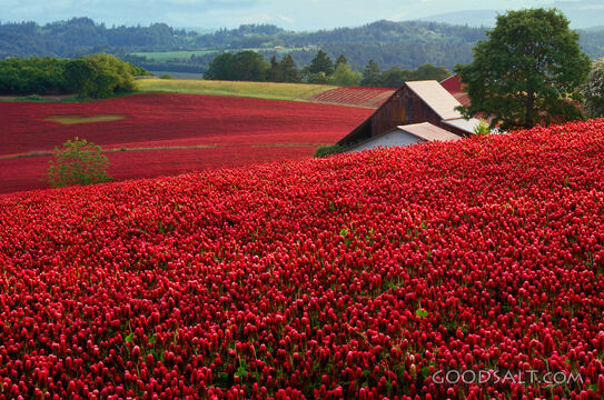 Red Clover Field and Barn