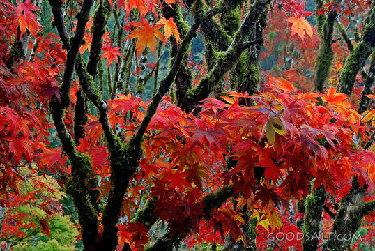Red Coastal Maples
