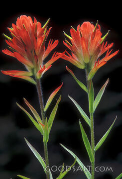 Red Flower Close-Up