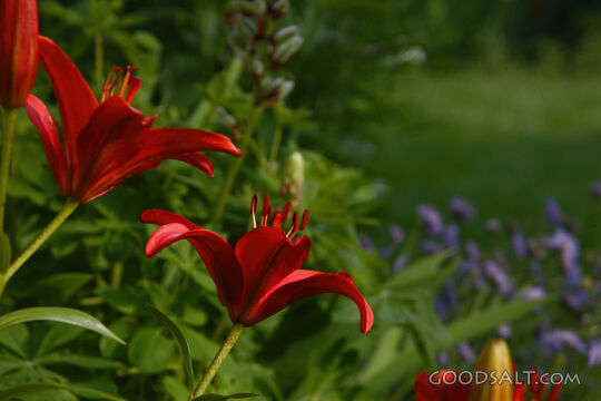 Red Flowers