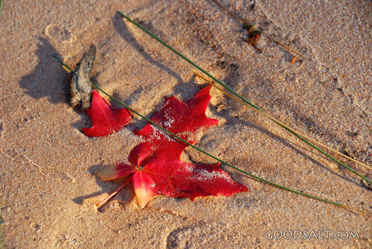 Red Maple Leaf in the Sand