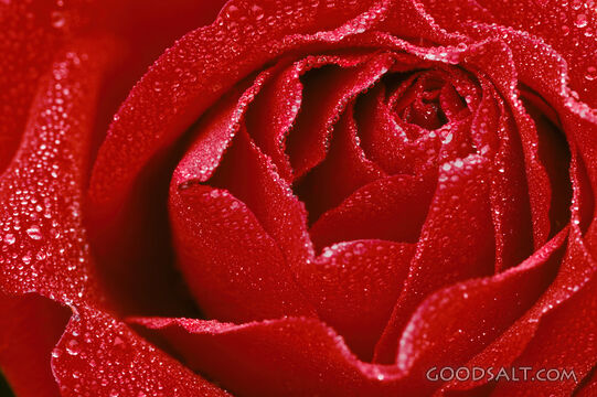 Red Rose Covered in Dew