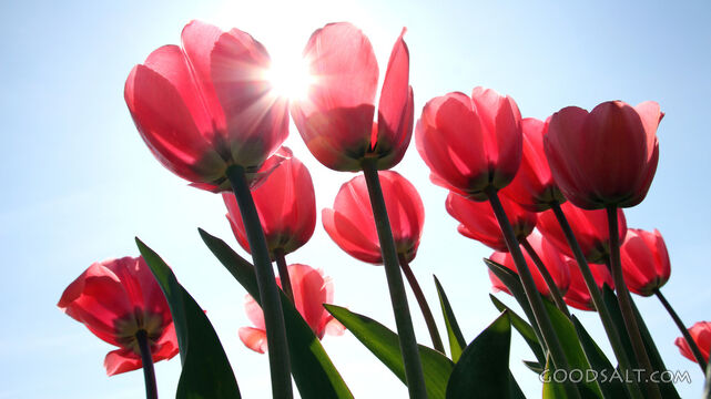 Red Tulips