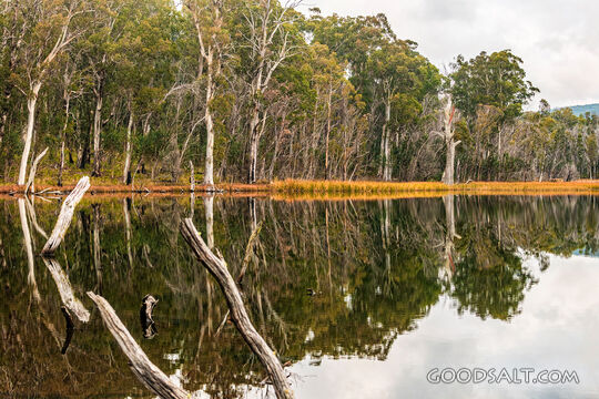 Reflection of thick forest on banks of lake.