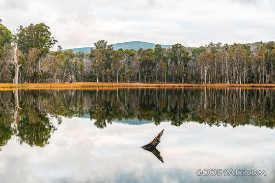 Reflection of thick forest on banks of lake.