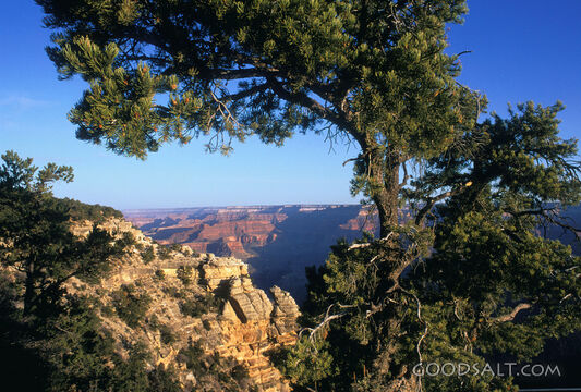 Rocky Canyon With Trees