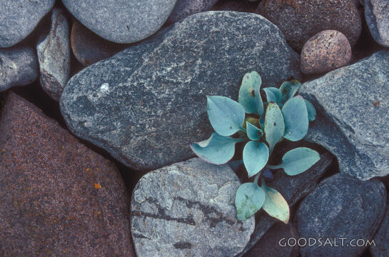 Seedling on Rocky Ground