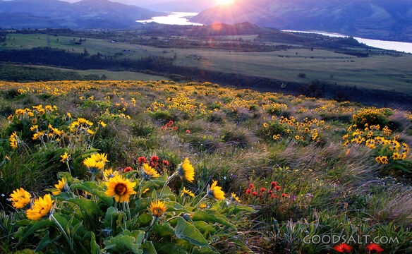 Rowena Crest Sunset With Balsam Root