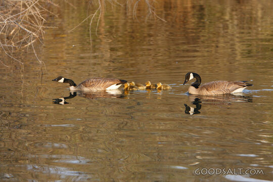 IDAHO. Boise. Kathryn Albertson Park. Canada Goose family (B