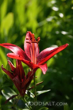 IDAHO. Boise. Hybrid Oriental LIly "Black Jack" in afternoon
