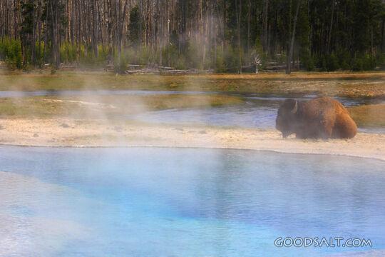 WYOMING. Yellowstone National Park. Bison (Bison bison) rest