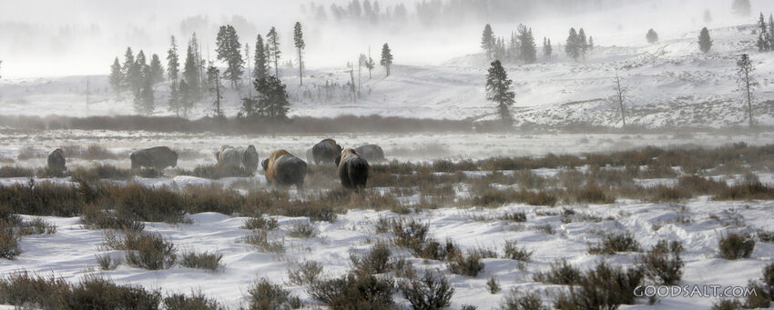 WYOMING. Yellowstone National Park. Panorama of American Bis