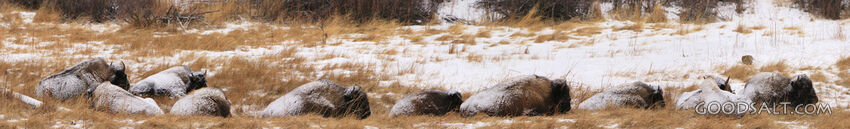 WYOMING. Yellowstone National Park. Panorama of sleeping, sn