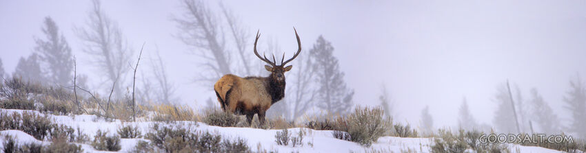 WYOMING. Yellowstone National Park. Panorama of bull Elk (Ce