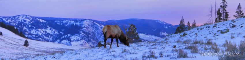 WYOMING. Yellowstone National Park. Panorama of bull Elk (Ce